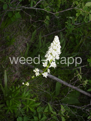 deathcamas, meadow